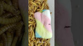 10 000 Mealworms vs Marshmallow [upl. by Einwat]