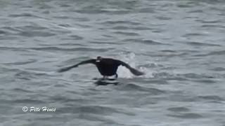 Velvet Scoter Melanitta fusca [upl. by Cassidy19]