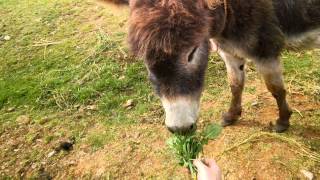 Riding a Donkey in Peru [upl. by Mic]