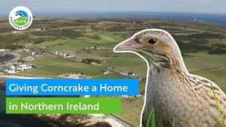 Giving Corncrake a Home in Northern Ireland  RSPB [upl. by Shiekh]