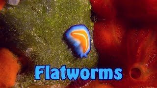 Flatworms  Turbellaria  Strudelwürmer [upl. by Eniamrehc]