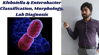 Klebsiella and Enterobacter  Classification  Morphology  Lab Diagnosis By Abhishek sir [upl. by Poucher]