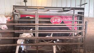 Cow Milker Video [upl. by Atikam]