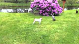 Ducks Attack Jack Russell [upl. by Onaicul596]