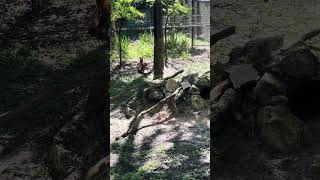 A Couple of Young Foxes Play at Ellie Schiller Homosassa Springs Wildlife State Park [upl. by Thane]