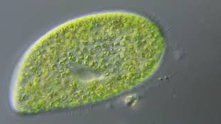 Paramecium bursaria [upl. by Eliades]