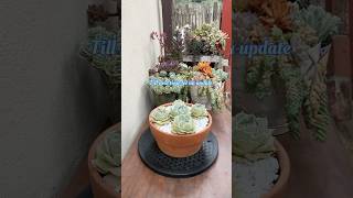 Succulent Tip Repotting And Propagating My 4 Year Old Echeveria Lola🪴 succulents suculentasdiy [upl. by Elorac]