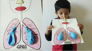 Easy Lungs Model Making for KidsCute Model for ToddlersSchool Project makingScienceKids [upl. by Skyler]