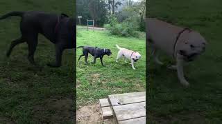 Cane corso épagneul labrador en piste 🐶 [upl. by Alo]