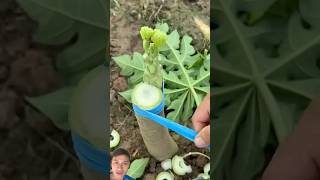 Papaya Grafting Secret sonasmr gardening [upl. by Ryun]