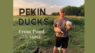 All Things Duck Hatching Raising and Harvesting Pastured Pekin and Rouen meat ducks [upl. by Brazee780]