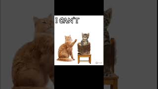 Live or die meme edit shortvideo memes cat [upl. by Ybrad]