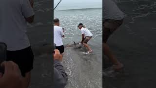 Biggest fish I’ve ever seen caught from the beach [upl. by Cochran]