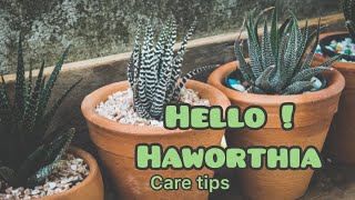 HOW TO CARE FOR A HAWORTHIA  HAWORTHIA CARE TIPS N DETAIL [upl. by Odiug]