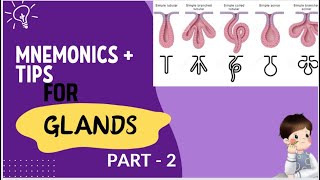 Mnemonics for glands 2 [upl. by Eliades251]