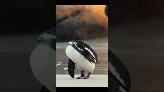 Sonido Pingüino Graznido  Penguin Squawk Sound  企鵝叫聲 [upl. by Hamlet560]