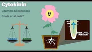 PLANT HORMONES  Auxin Gibberellin Cytokinin Ethylene Abscisic Acid [upl. by Demakis938]