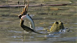 Dramatic fight between frog and grass snake  Dramatischer Kampf zwischen Frosch und Ringelnatter [upl. by Rhine]