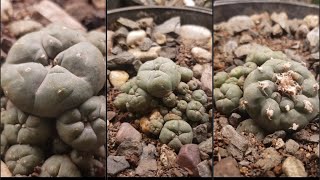 Knotchy Lophophora williamsii caespitosa 🤜🏽🌵🤛🏽 [upl. by Paine]