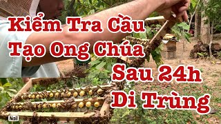 Tạo Ong Chúa Sau 24h Là Biết Có Đạt Hay Không  Việt Nuôi Ong [upl. by Ynahpit]