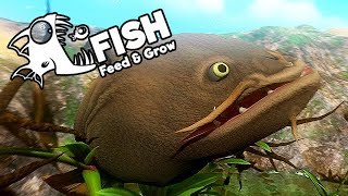 Feed and Grow Fish Gameplay German  Level 200 Catfish will ins Meer [upl. by Budd166]