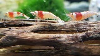 Explaining Caridina Shrimp Genetics Mischlings Golden Bee Crystal Red amp Blue Bolt Breeding [upl. by Ellehsat507]