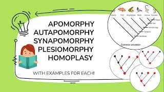 Apomorphy Synapomorphy Plesiomorphy Symplesiomorphy Homoplasy Autapomorphy with examples [upl. by Arst]