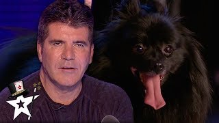 When Simon Cowell Got Hypnotised on Britains Got Talent  Magicians Got Talent [upl. by Oicnevuj]