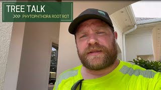 Tree Talk Phytophthora Root Rot [upl. by Berkshire]