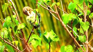 Whitecheeked barbet call 📞Psilopogon viridisGreen barbet call barbet bird sound [upl. by Israel]