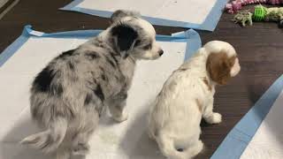 Aussie’s and King Charles Cavalier puppies meet [upl. by Maryrose]