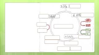 cycle de Calvin [upl. by Anissej]