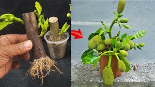 Method of quickly rooting jackfruit cuttings for those who do not know [upl. by Ttenna558]