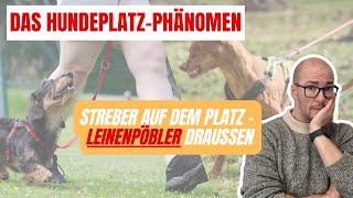 Das Hundeplatzphänomen Auf dem Platz braver Hund auf dem Spaziergang Leinenpöbler [upl. by Dahl467]