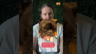 brachycephalic Dog Breathes For the First Time vet pethealth petcare veterinary [upl. by Sarita]