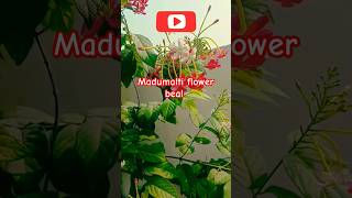 Madhumalti Plant Care Madhumalti Plant flower Shortsviralshortshrtsfeedytshorts [upl. by Tseng160]