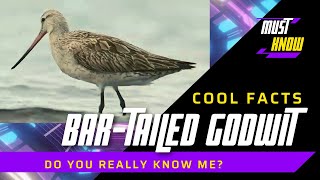 Bartailed Godwit facts Calling Sound [upl. by Utimer202]