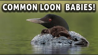 Common Loon Babies Loon Calls  Feeding Babies  Chicks Riding on Parents Backs [upl. by Conley]