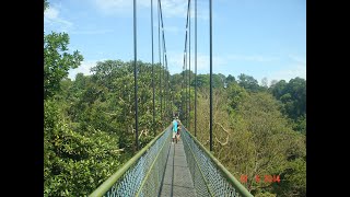 Tree Top Walk The MacRitchie Trails [upl. by Aissatsan174]