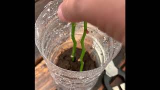 How To Grow Orchids From Stem Cuttings [upl. by Kcirej838]