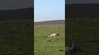 What a catch ferreting rabbiting rabbithunting lurcher hunting [upl. by Leonteen]