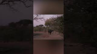 I SET UP A GOPRO AT CAMP WATERHOLE 25 HOURS BUFFALOES CAME TO DRINK AND SURROUNDED IT [upl. by Byram]