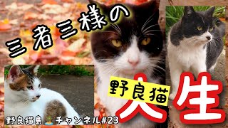 【大好きだった野良猫たちのその後】始まりの３匹の今／病気を発症してしまいました [upl. by Inaffyt]