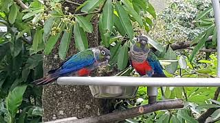 Crimsonbellied Conure  Bird Paradise Singapore [upl. by Dunham]