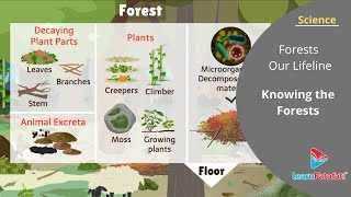 Forests Our Lifeline Class 7 Science  Knowing the Forests [upl. by Heinrike422]