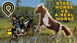 Chincoteague Where Wild Horses Meet Steel Horses [upl. by Ttik]