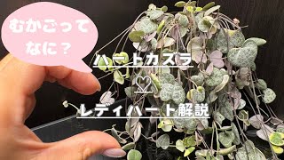 【植物紹介】ハートカズラレディハート【簡単に育つ】 [upl. by Girhiny]