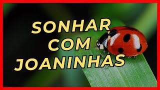 Sonhar com Joaninha O Que Significa [upl. by Idalia]