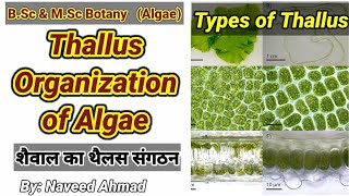 Thallus Organization in Algae  Range of Thallus Structure in Algae BSc 1st year urdu hindi [upl. by Reinaldos40]