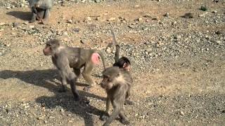 Arabian Baboon Monkeys along the roadside MakkahMadinah Highway Saudi Arabia [upl. by Sidnak756]